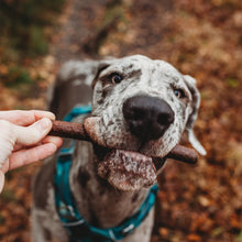 Load image into Gallery viewer, Gourmet Meat Sticks 20cm