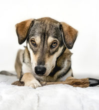 Load image into Gallery viewer, Anco Naturals Hairy Roe Deer Leg