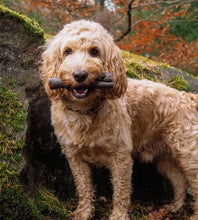 Load image into Gallery viewer, Anco Naturals Camel Rolls Medium