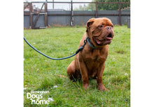 Load image into Gallery viewer, ANCOL EXTREME+ ROPE LEAD BUNGEE 100X1.3CM - REDUCED TO CLEAR