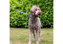 Load image into Gallery viewer, ANCOL EXTREME+ LEAD SHOCK ABSORB 120X2.5CM - REDUCED TO CLEAR