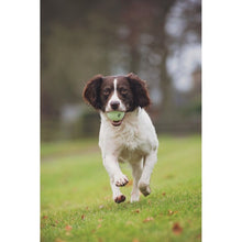 Load image into Gallery viewer, Chuckit! Max Glow Ball XLarge