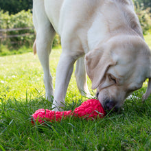 Load image into Gallery viewer, ÖRVA BRAIN TREAT DUMBBELL