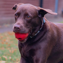 Load image into Gallery viewer, ÖRVA TREAT SHUTTLE