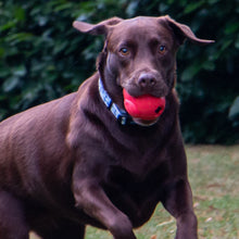 Load image into Gallery viewer, ÖRVA TREAT SHUTTLE