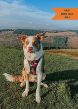 Load image into Gallery viewer, TWIGGY TAGS ADVENTURE HARNESS - DISCONTINUED LINES - REDUCED TO CLEAR