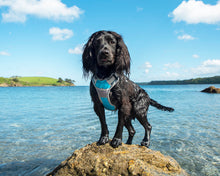 Load image into Gallery viewer, Henry Wag Dog Travel Harness