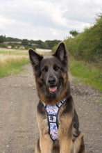 Load image into Gallery viewer, TWIGGY TAGS ADVENTURE HARNESS - DISCONTINUED LINES - REDUCED TO CLEAR