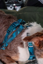 Load image into Gallery viewer, Adventure Dog Safety Seatbelt 2.0 - Lagoon