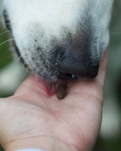 Load image into Gallery viewer, Skipper's Dog & Puppy Training Treats 500g