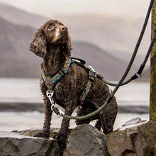 Load image into Gallery viewer, GO-B-FLEXTRA | Multifunctional Rope Lead | Black/Orange