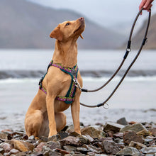 Load image into Gallery viewer, GO-B-FLEXTRA | Multifunctional Rope Lead | Green/Pink