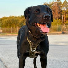 Load image into Gallery viewer, GO-B-BOLD™ | Dog Harness | Fern