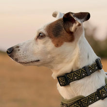 Load image into Gallery viewer, GO-CEE | Dog Collar | Fern