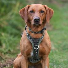 Load image into Gallery viewer, GO-B-BOLD™ | Dog Harness | Fern