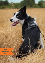 Load image into Gallery viewer, TWIGGY TAGS ADVENTURE HARNESS - DISCONTINUED LINES - REDUCED TO CLEAR