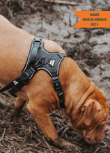 Load image into Gallery viewer, TWIGGY TAGS ADVENTURE HARNESS - DISCONTINUED LINES - REDUCED TO CLEAR