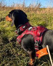 Load image into Gallery viewer, TWIGGY TAGS ADVENTURE COLLARS - DISCONTINUED LINES - REDUCED TO CLEAR