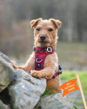 Load image into Gallery viewer, TWIGGY TAGS ADVENTURE HARNESS - DISCONTINUED LINES - REDUCED TO CLEAR