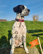 Load image into Gallery viewer, TWIGGY TAGS ADVENTURE COLLARS - DISCONTINUED LINES - REDUCED TO CLEAR