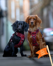 Load image into Gallery viewer, TWIGGY TAGS ADVENTURE HARNESS - DISCONTINUED LINES - REDUCED TO CLEAR