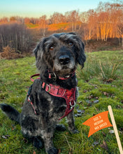 Load image into Gallery viewer, TWIGGY TAGS ADVENTURE HARNESS - DISCONTINUED LINES - REDUCED TO CLEAR