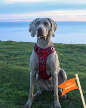 Load image into Gallery viewer, TWIGGY TAGS ADVENTURE HARNESS - DISCONTINUED LINES - REDUCED TO CLEAR