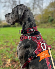 Load image into Gallery viewer, TWIGGY TAGS ADVENTURE HARNESS - DISCONTINUED LINES - REDUCED TO CLEAR