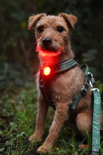 Load image into Gallery viewer, TrekBright® Dog Safety Light