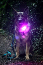 Load image into Gallery viewer, TrekBright® Dog Safety Light
