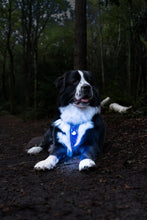 Load image into Gallery viewer, TrekBright® Dog Safety Light