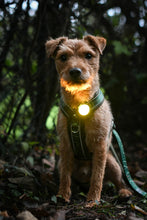 Load image into Gallery viewer, TrekBright® Dog Safety Light