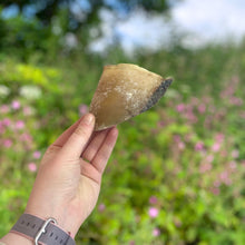 Load image into Gallery viewer, Cow Hooves (unfilled) 1 piece