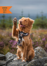 Load image into Gallery viewer, TWIGGY TAGS ADVENTURE HARNESS - DISCONTINUED LINES - REDUCED TO CLEAR