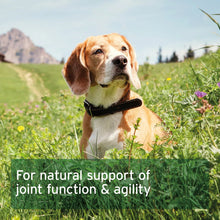 Load image into Gallery viewer, Devil’s Claw Root 100 Capsules