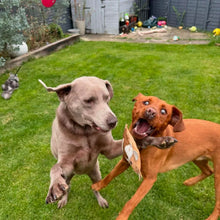 Load image into Gallery viewer, Eco Dog Toy - Betsie Cow.