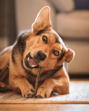 Load image into Gallery viewer, Skipper's Fish Skin Flatties 15cm - 19cm