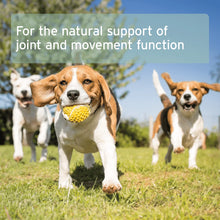 Load image into Gallery viewer, Green Lipped Mussel Capsules for Dogs - Joint Support Supplement