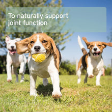 Load image into Gallery viewer, Green Lipped Mussel Powder for Dogs and Cats - Joint Support Supplement