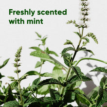 Load image into Gallery viewer, Large Poop Bags with Handles | Mint Scented - 120 bags