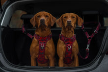 Load image into Gallery viewer, Adventure Dog Safety Seatbelt - Alpenglow -  DISCONTINUED  LINES - REDUCED TO CLEAR