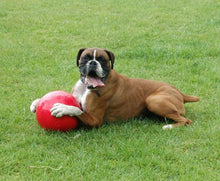 Load image into Gallery viewer, Company Of Animals - Boomer Ball