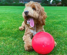 Load image into Gallery viewer, Company Of Animals - Boomer Ball