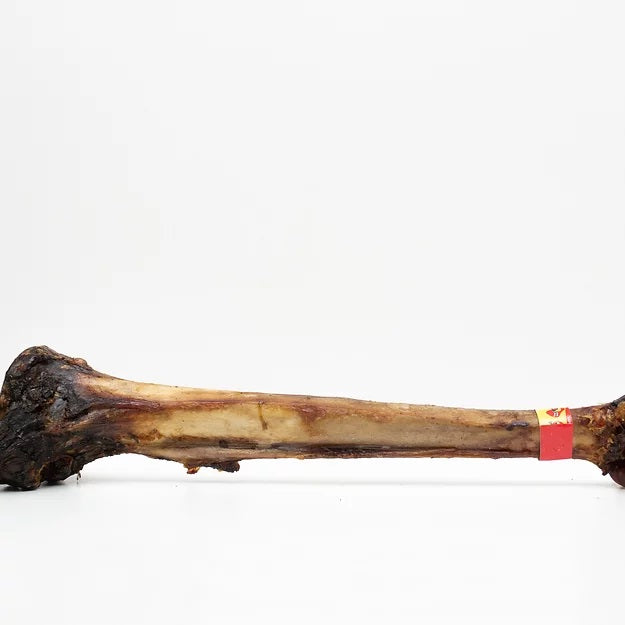 Ostrich Caveman Bone -  50cm +
