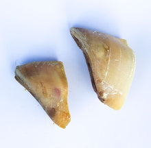 Load image into Gallery viewer, Cow Hooves 3pk
