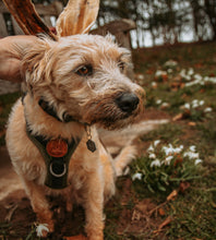 Load image into Gallery viewer, Anco Naturals Hairy Goat Ears
