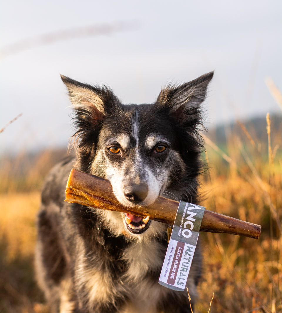 Anco Naturals Ostrich Marrow Bones