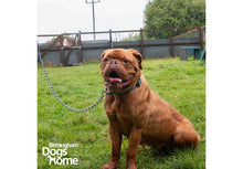 Load image into Gallery viewer, ANCOL EXTREME+ EXTRA HEAVY CHAIN LEAD 50CM - REDUCED TO CLEAR
