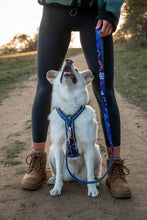 Load image into Gallery viewer, Apex® Lead
