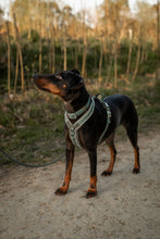 Load image into Gallery viewer, Apex® Harness - Nomad
